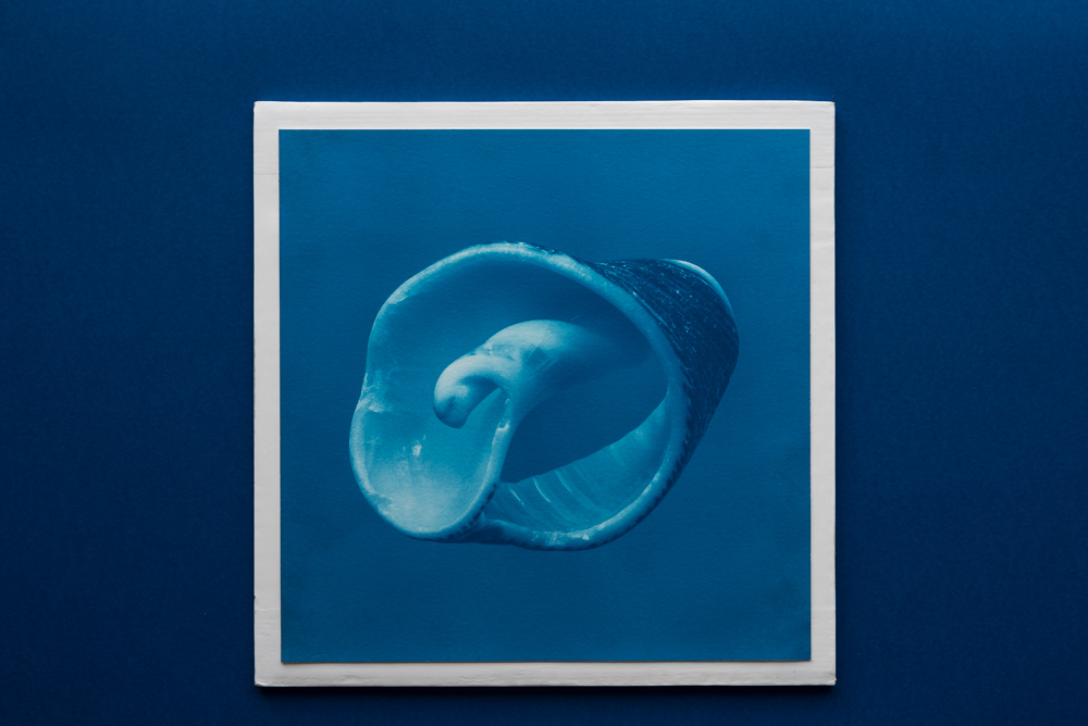 shell cyanotype print