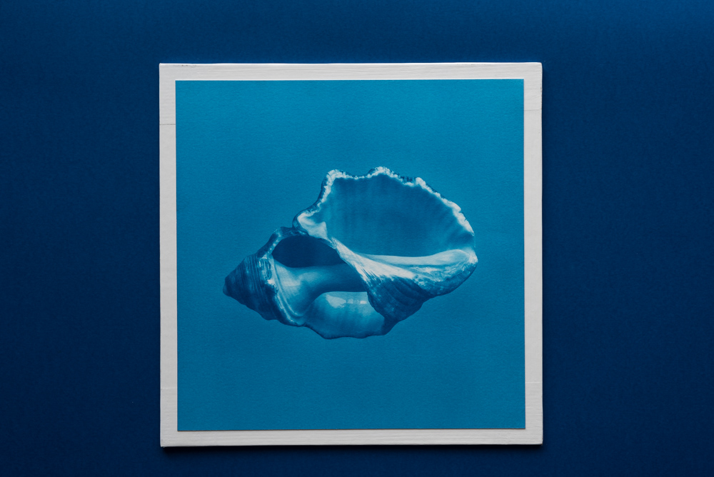 shell cyanotype print