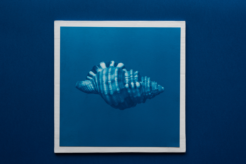 shell cyanotype print