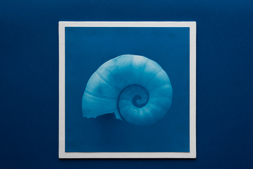 shell cyanotype print