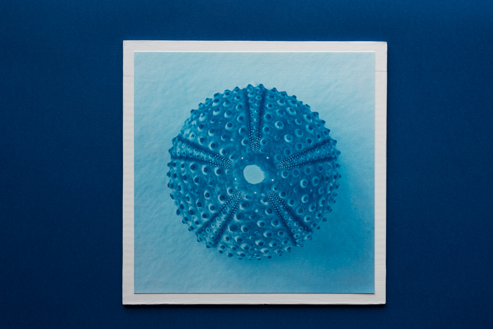 sea urchin cyanotype print