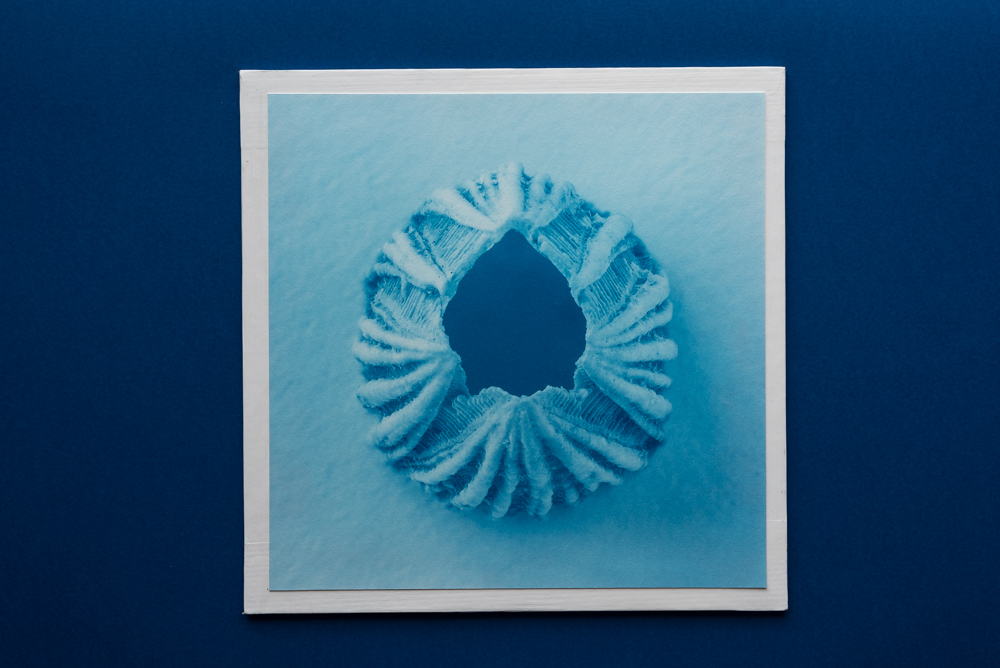 balano cyanotype print