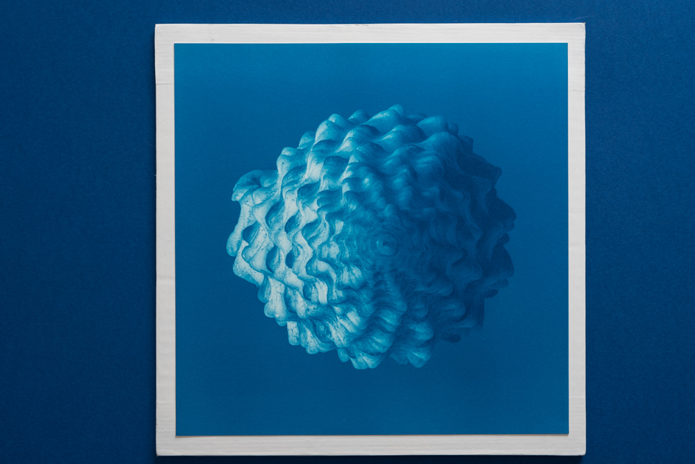 pointy shell cyanotype