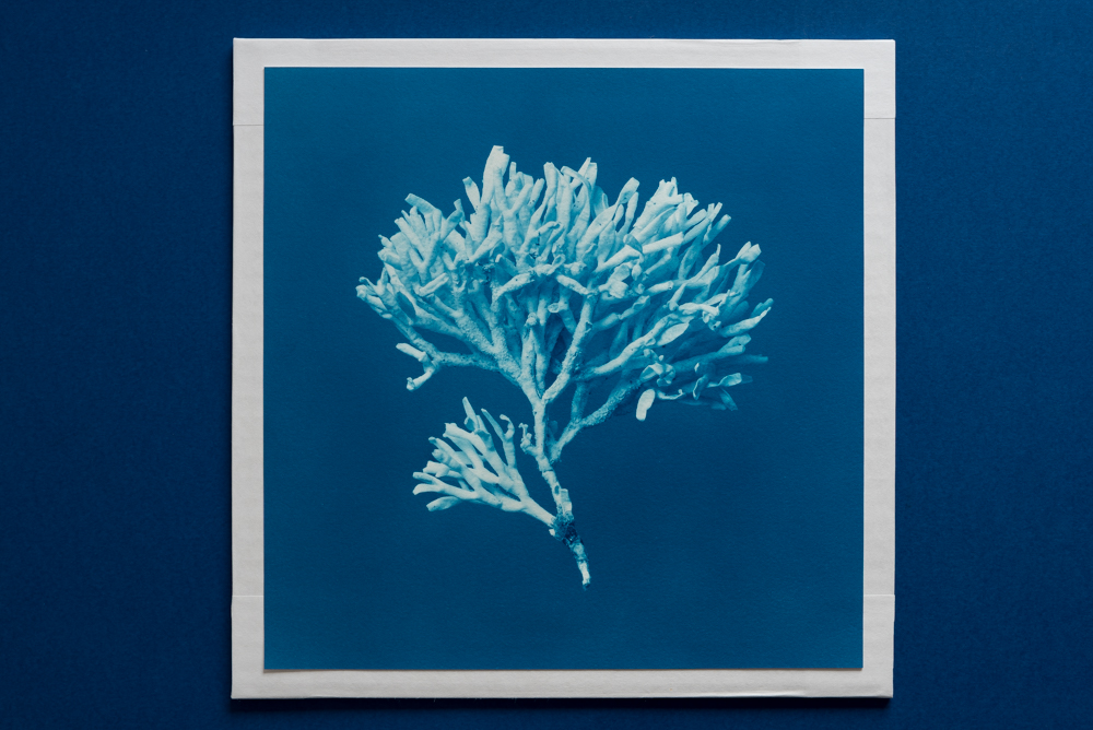 macro white algae cyanotype