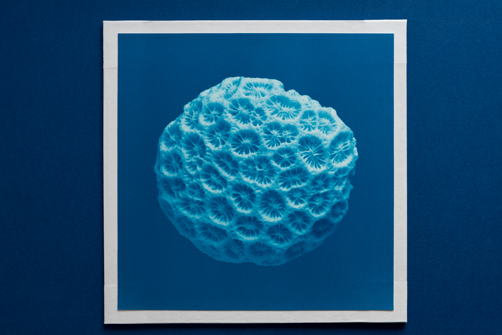 macro white coral cyanotype