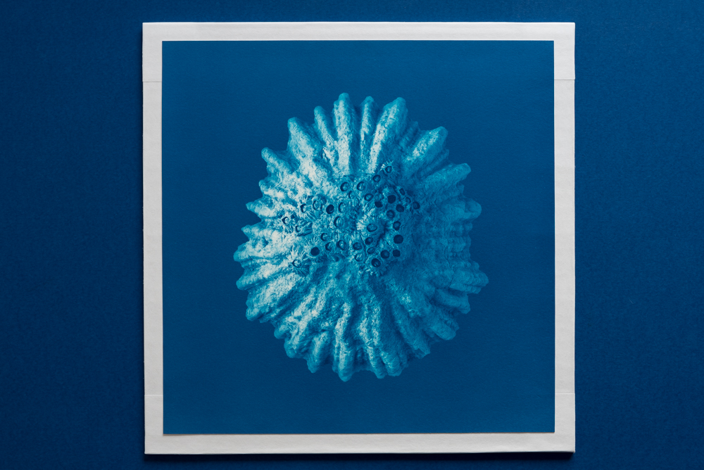 shell and barnacles cyanotype