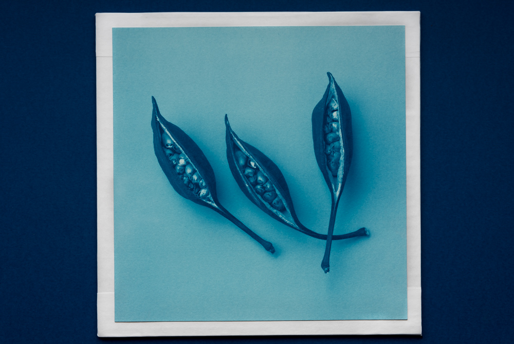 3 seeds in cyanotype