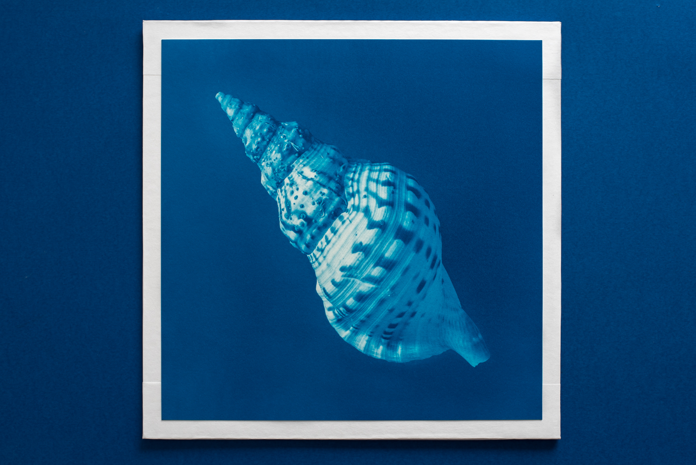 macro large triton cyanotype