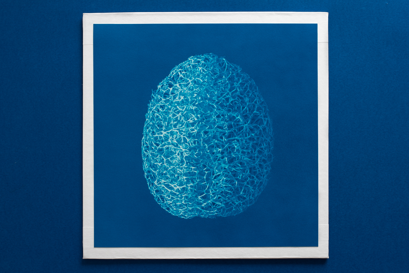 macro plant egg cyanotype