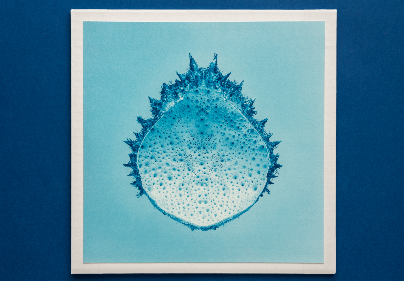 macro inner crab cyanotype