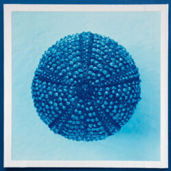 black sea urchin cyanotype