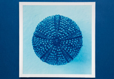 black sea urchin cyanotype