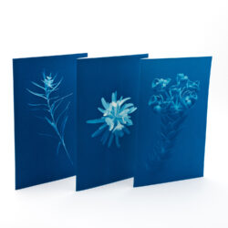 Botanical Greeting Cards - set n.1