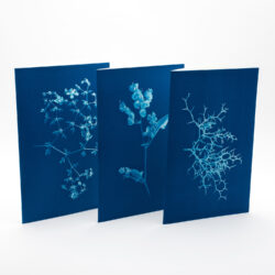 Botanical Greeting Cards - set n.2